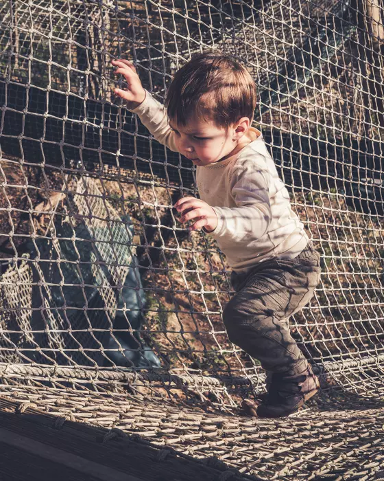 Image de la galerie du parc Canopy en forêt